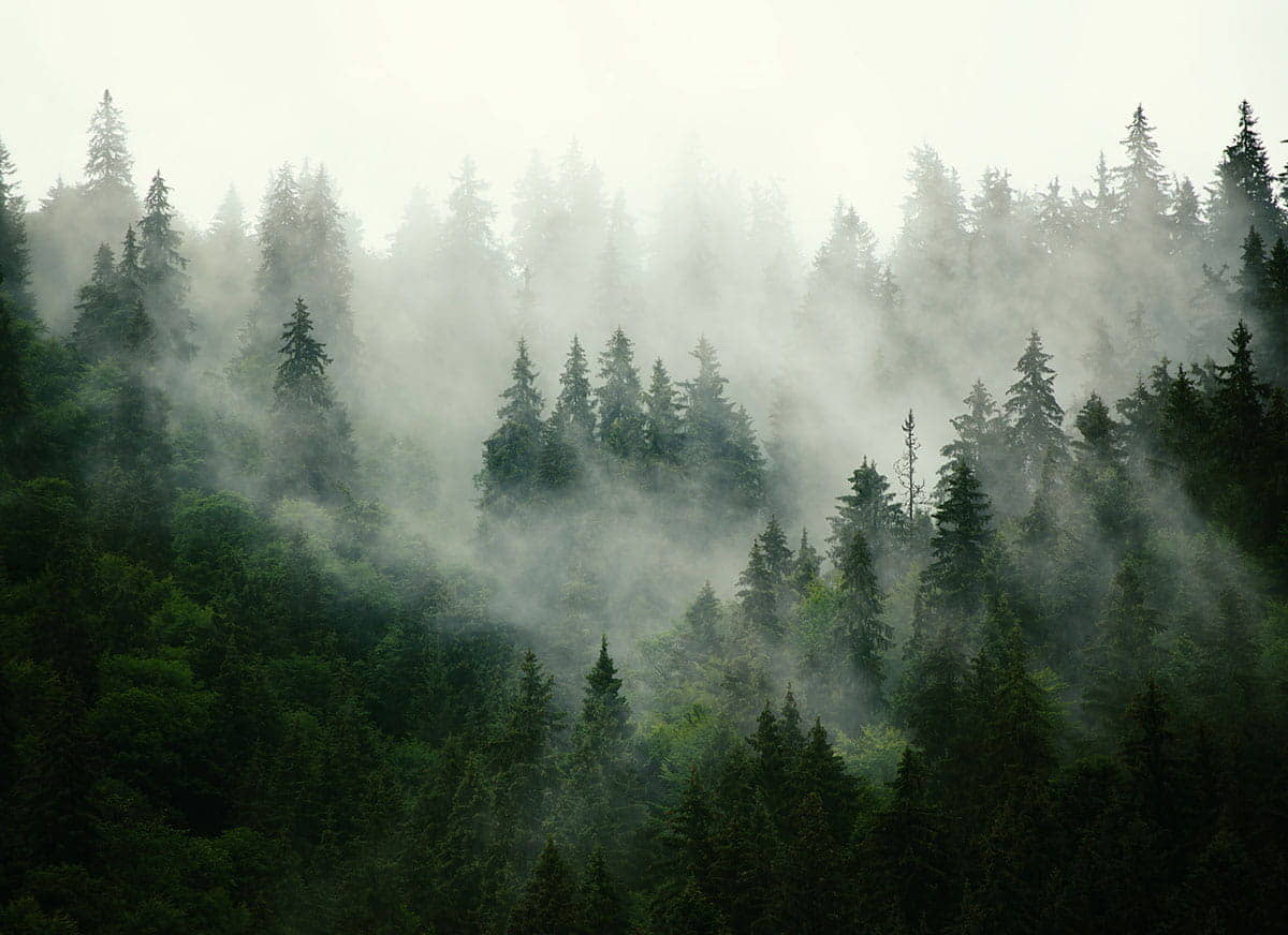 vinilo bosque abetos niebla mural impreso